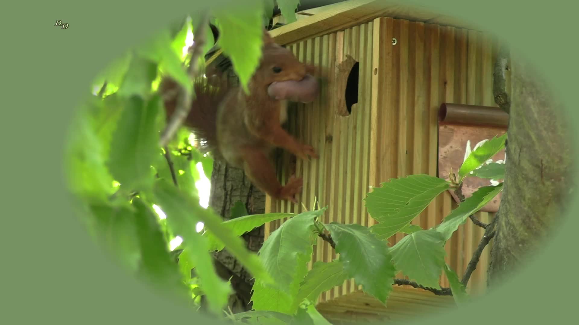 Eichhörnchen-Spektakel Teil 2